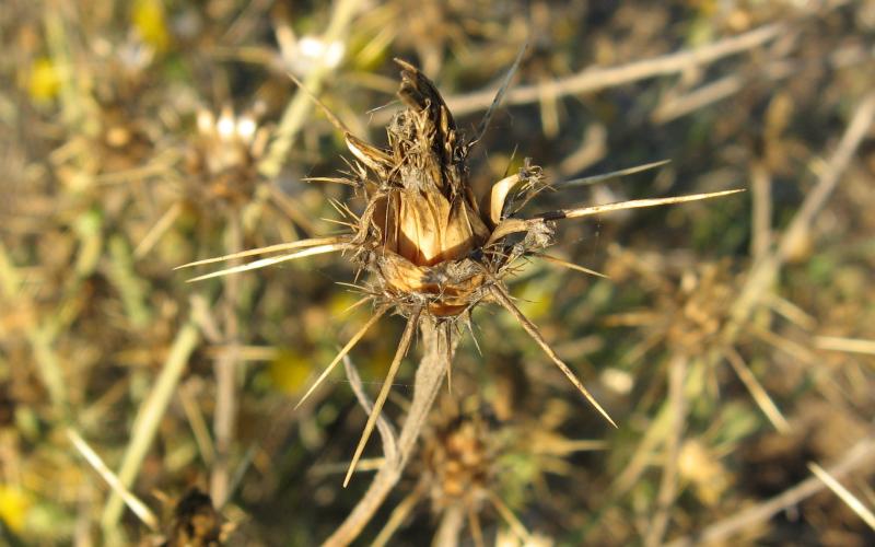 A dried seedhead with sharp spines at the base of the seedhead.