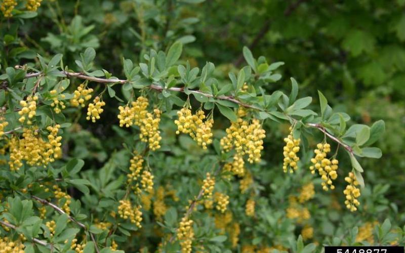 Clusters of yellow flowers hanging from a branch with green leaves. 