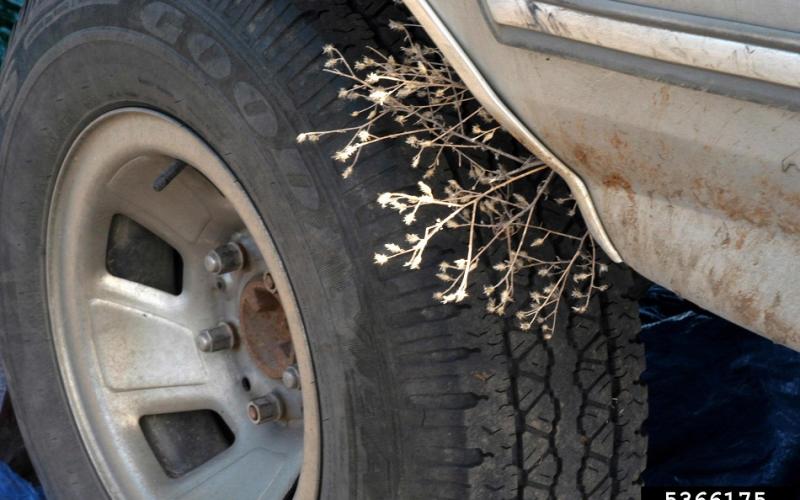 A dried plant stuck between a car wheel and car frame.