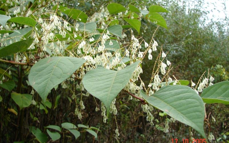 A branch with large green leaves and clusters of flat, white seeds. 