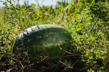 Watermelon in potato field.