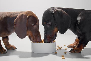 One black and one brown dachshundpuppy eating food out of a white bowl.