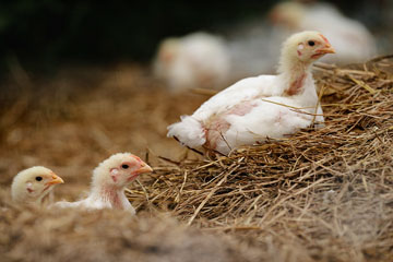 Three yellow and white chicks sit on a bed of straw