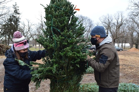 Two people moving a evergreen tree