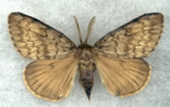 Male moth with brown wings and fuzzy antenna