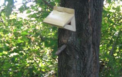 Triangle cardboard trap on a tree