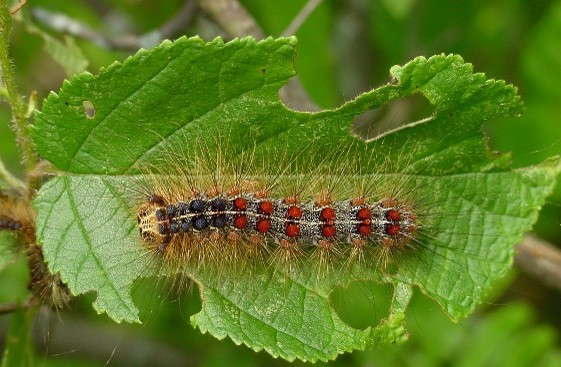 Spongy moth caterpillar on a leaf