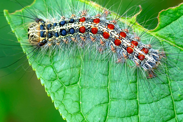 spongy moth caterpillar on leaf