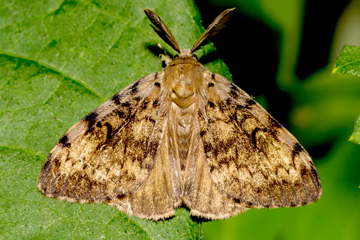 brown male spongy moth on leaf