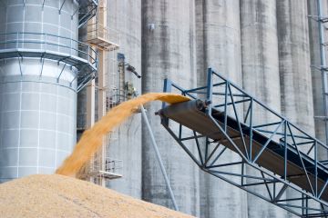 corn falling from conveyor into corn pile