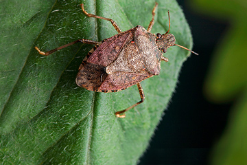 Brown Marmorated Stink Bug on leaf