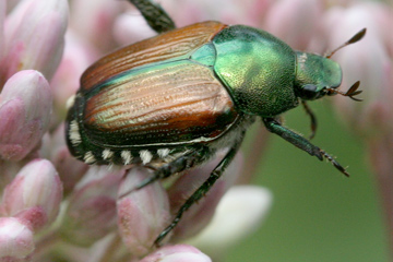 Japanese beetle on plant