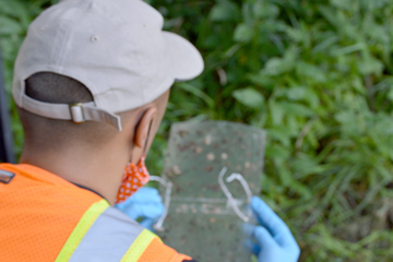 person looking at insects on trap