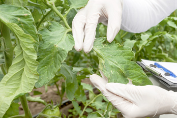 hands holding a leaf for inspection