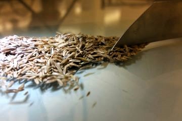 grass seeds