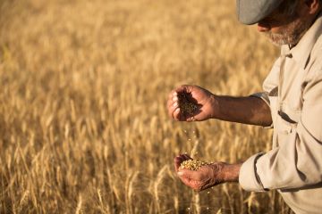 man in field dropping seeds into his hand