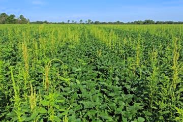 field of Palmer amaranth weed