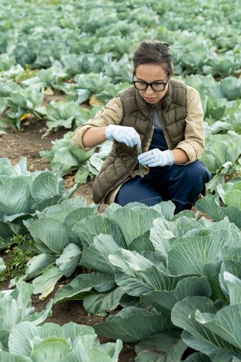 Horticulturist wearing white gloves crouched between rows of cabbage