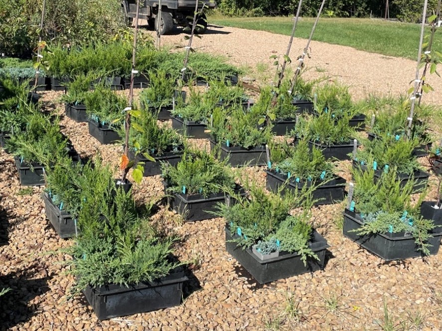 rows of juniper trees in containers