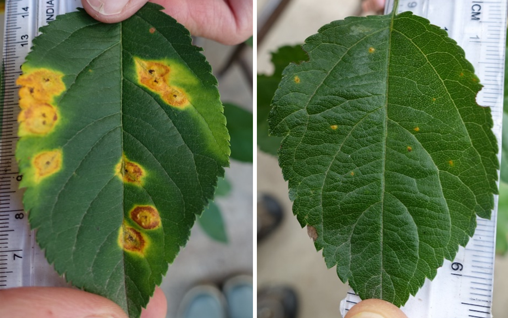 two leaves showing with yellow and brown spots