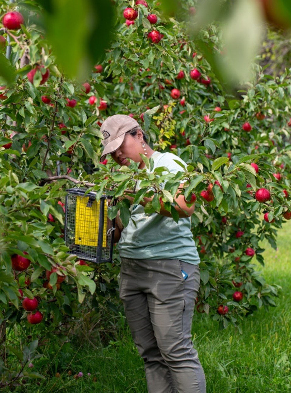 person checking pest trap at apple orchard