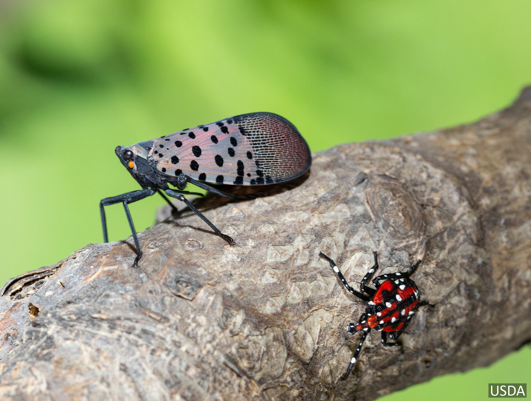 Adult spotted lanternfly are about 1 inch long.