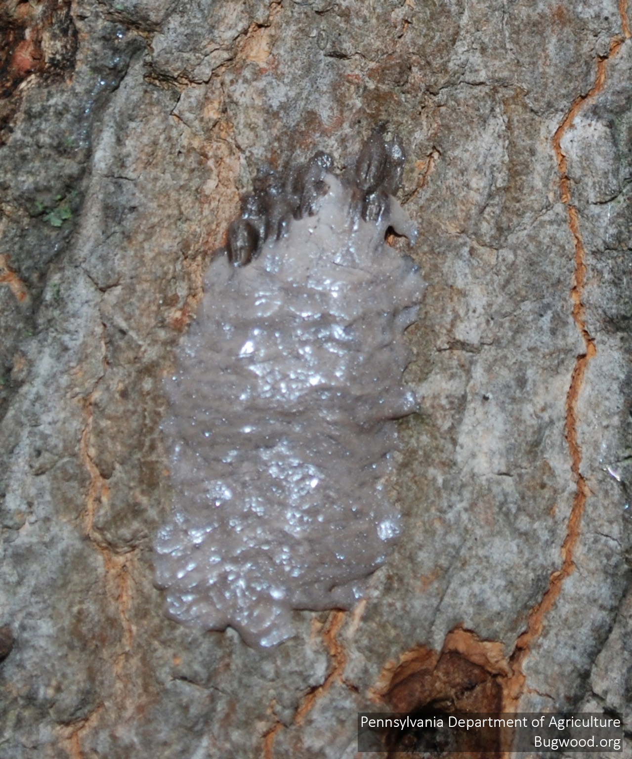Egg masses from spotted lanternfly look like a mud smear.
