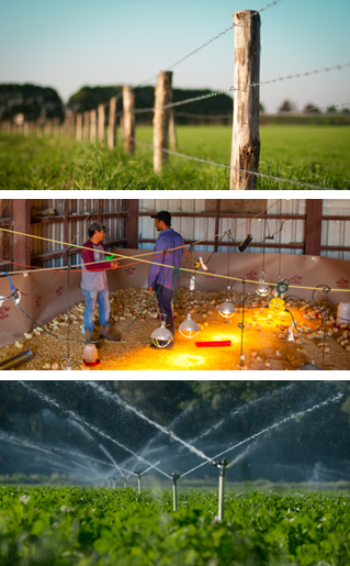 Top photo is field with barbed-wire fence, photo two is two men standing in baby chick hatchery, photo three is sprinklers watering soybean field.