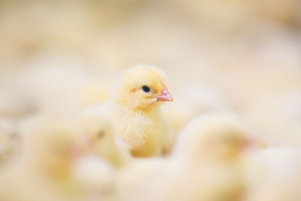 Chicks in a barn
