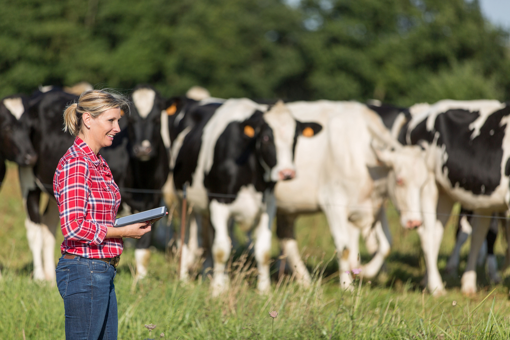 A woman in a plaid shirt, holding a tablet, stands near a group of cattle.