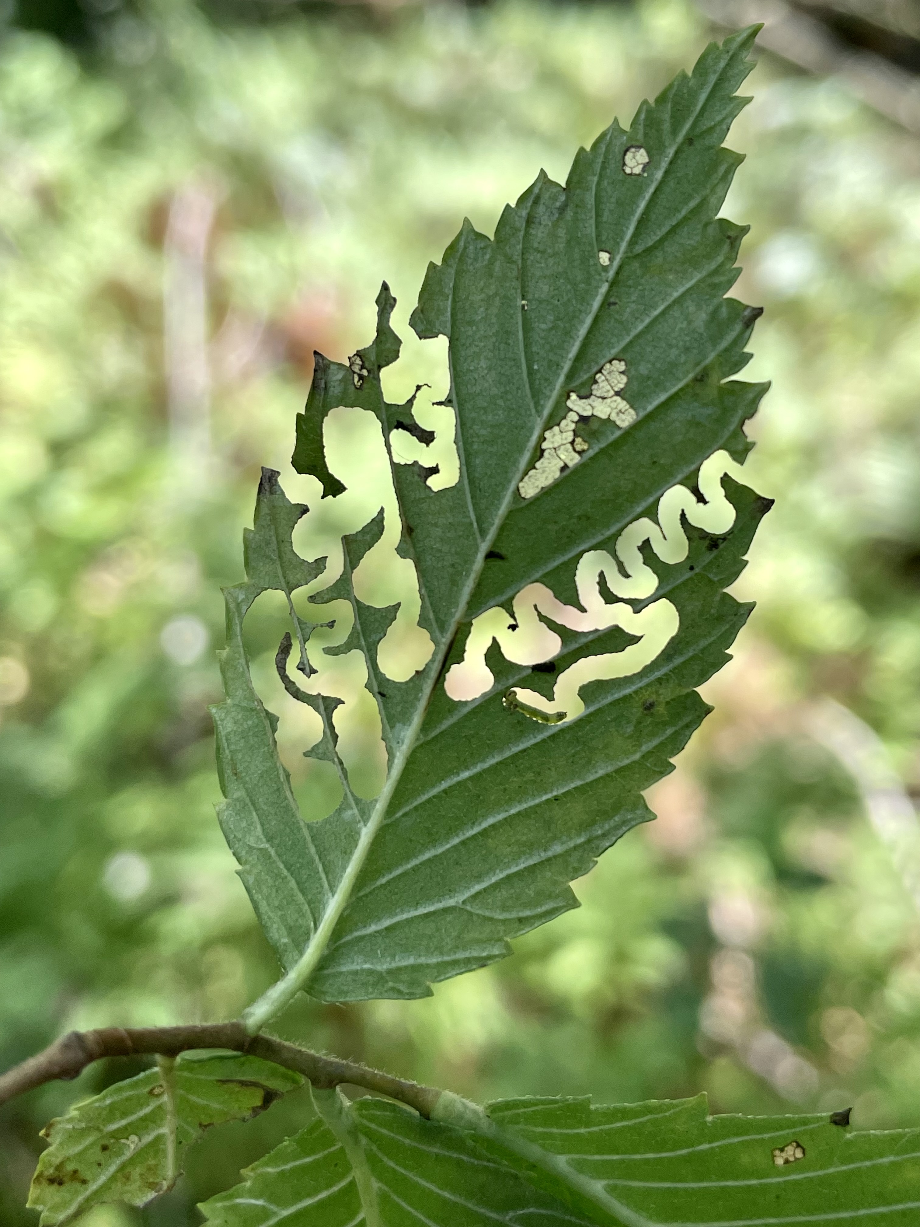 Zigzag pattern created by larvae in elm leaves