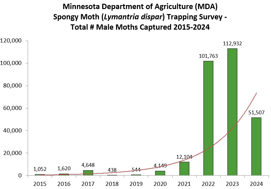 Minnesota spongy moth trapping survey showing spongy moth trapping rates increase exponentially from 2015 to 2024 with especially high trapping numbers in 2022 and 2023