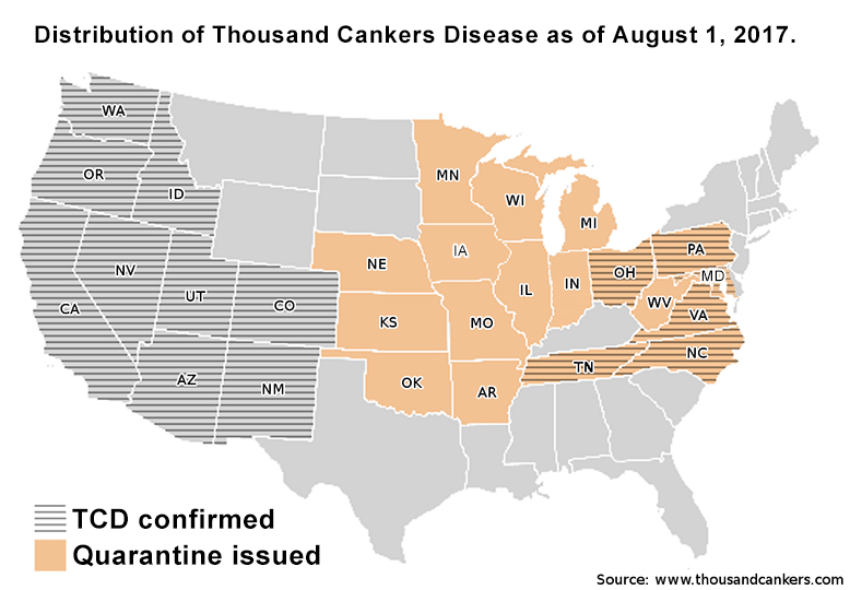 Thousand Cankers Disease Minnesota Department Of Agriculture - thousand cankers disease