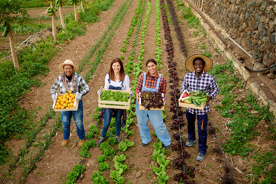 Four farmers in field holding crates of different produce.