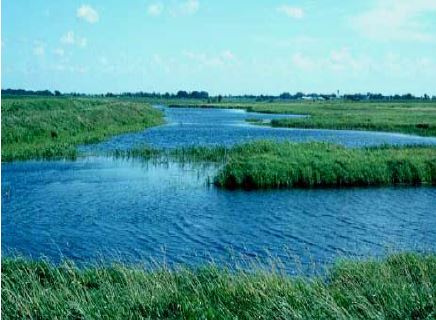 Open water wetland with grasses growing along the edge and in the center.