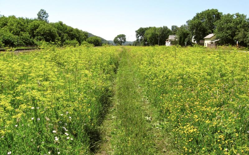 Wild Parsnip | Minnesota Department of Agriculture