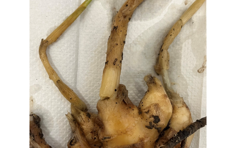 A closeup picture of ginger rhizomes which are soft and mushy due to ginger wilt.