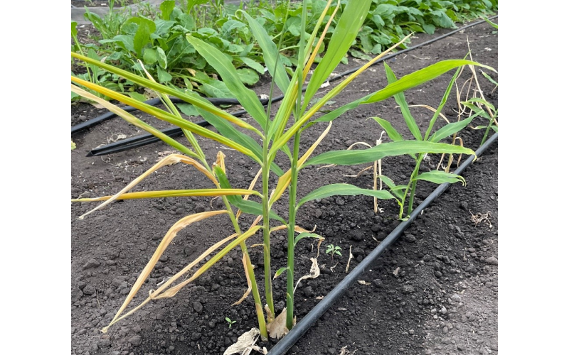 A yellowing ginger seedling stands in a row of healthy green seedlings.