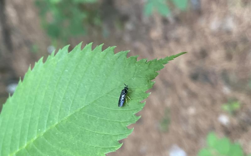 A black sawfly sits on the edge of a green serrated elm leaf.