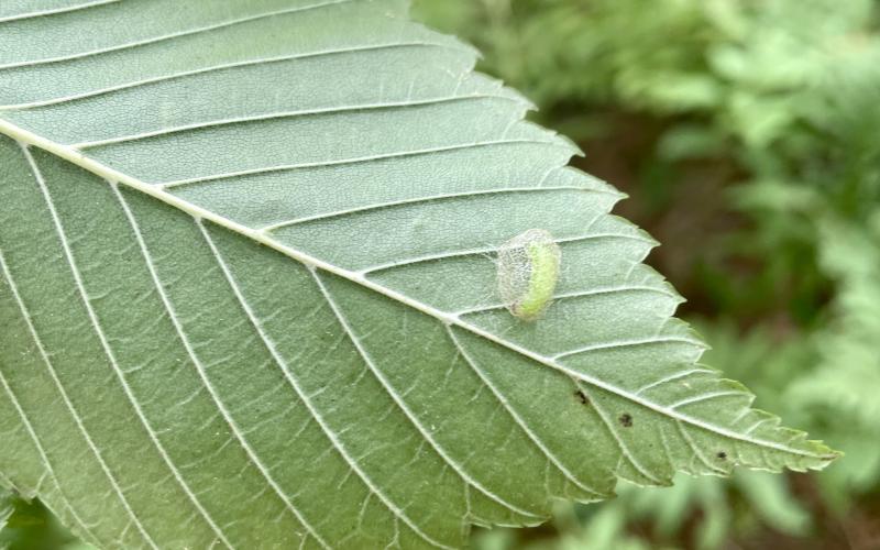 A fresh elm zigzag sawfly pupa gestates in a cocoon underneath an elm leaf.