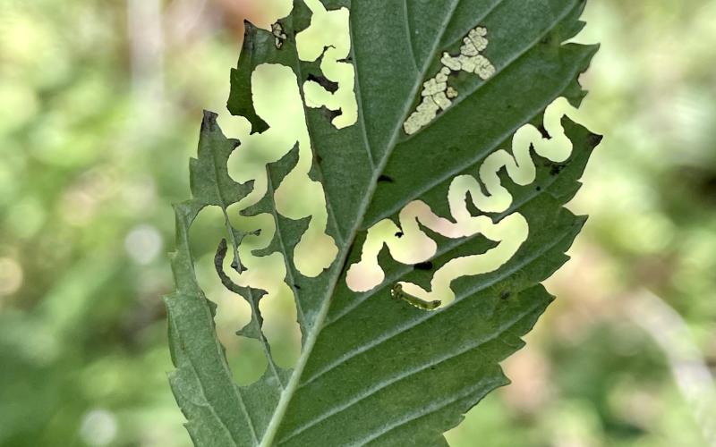 Distinctive zigzag patterns of skeletonization on an elm leaf caused by feeding damage from an elm zigzag sawfly.