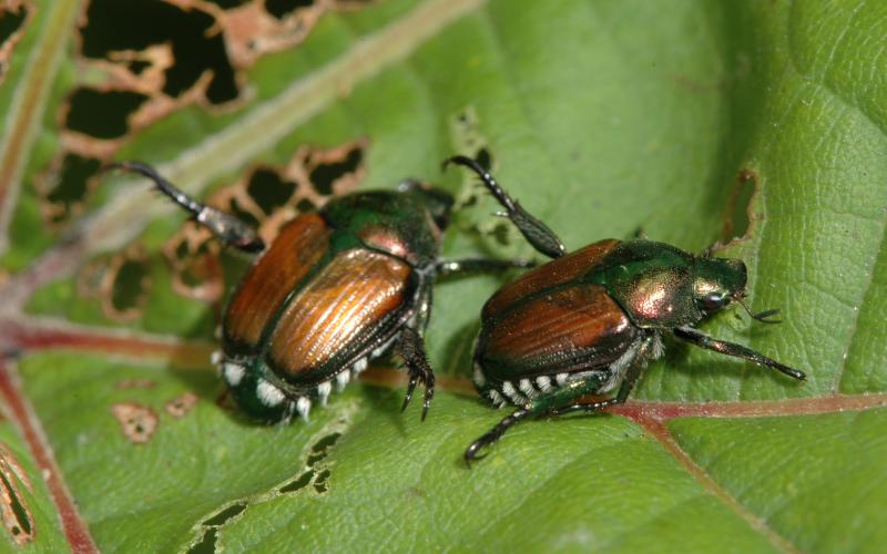 Two Japanese beetles causing skeletanization