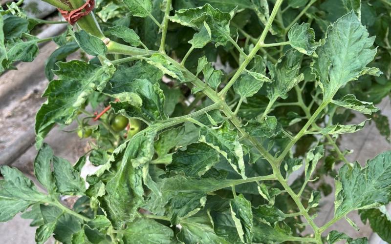 A zoomed out photo of infected tomato leaves that look dried and crumpled.