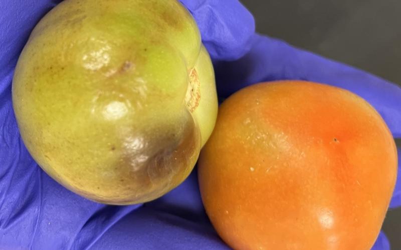 Two tomatoes with discoloration caused by ToBRFV