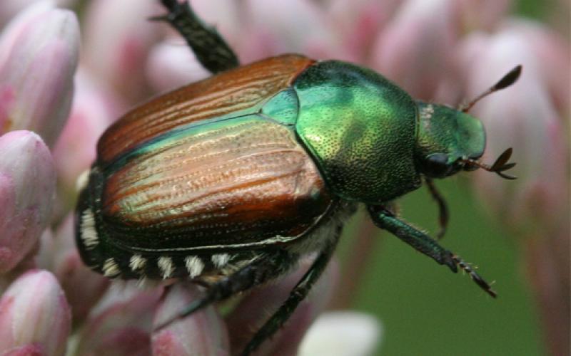 Close-up of a Japanese beetle