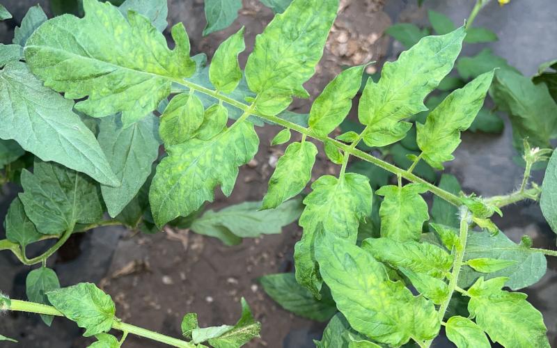 A closeup of tomato leaves infected with ToBRFV that have mottled yellow splotches on them.