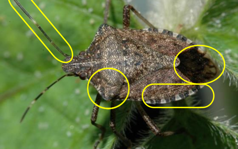 Brown marmorated stink bug with parts of bug circled