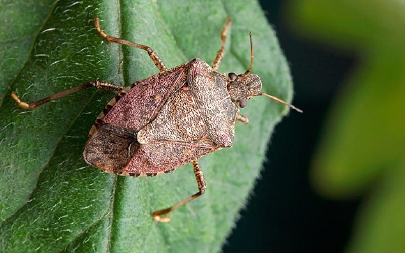 Brown marmorated stink bug on leaf