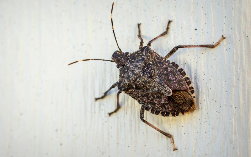 Adult brown marmorated stink bug 