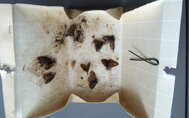 spongy moths inside of trap 